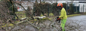 Baumpflege Wojtkowski Baumschnittarbeiten nach Sturmschäden