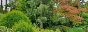 Gartenpflege Wojtkowski Gehölzschnitt Laubbäume Nadelbäume Buchsbaum